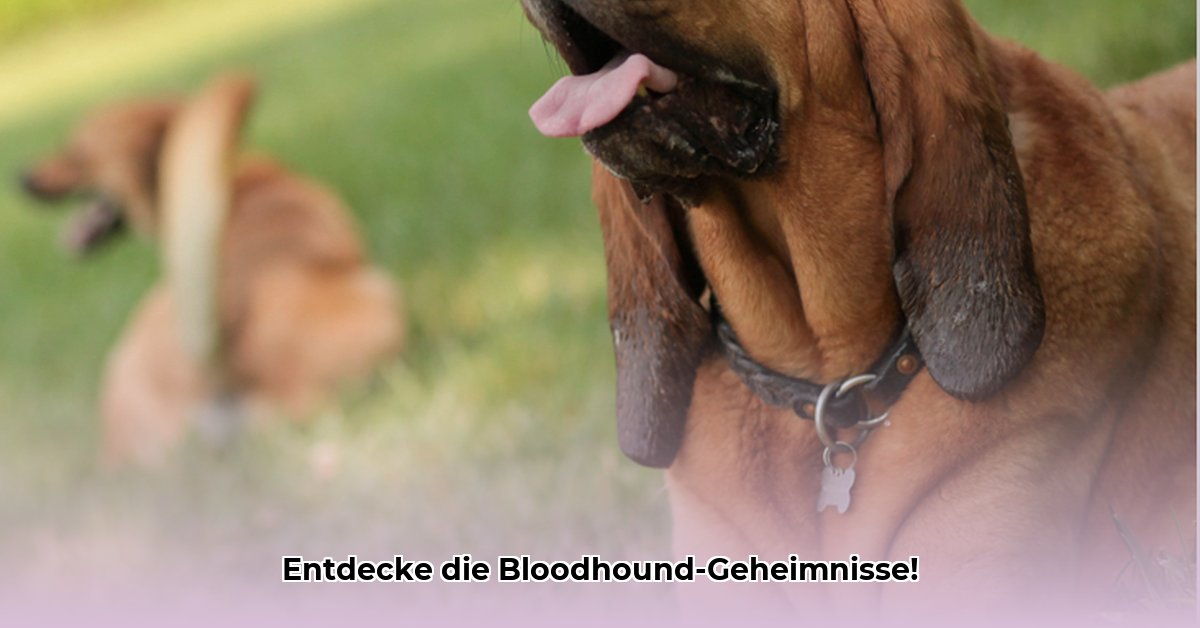 bloodhound-charakter